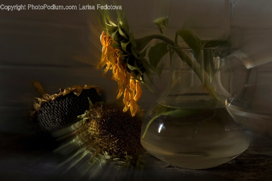 Plant, Invertebrate, Insect, Animal, Glass