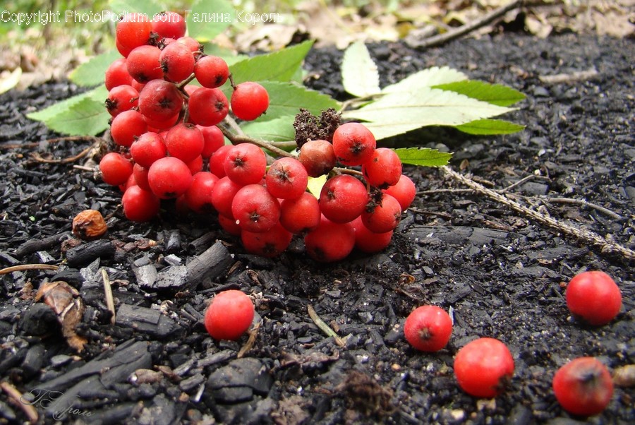 Plant, Fruit, Food, Ground, Cherry