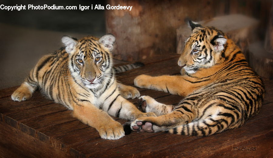 Animal, Mammal, Tiger, Cat, Pet