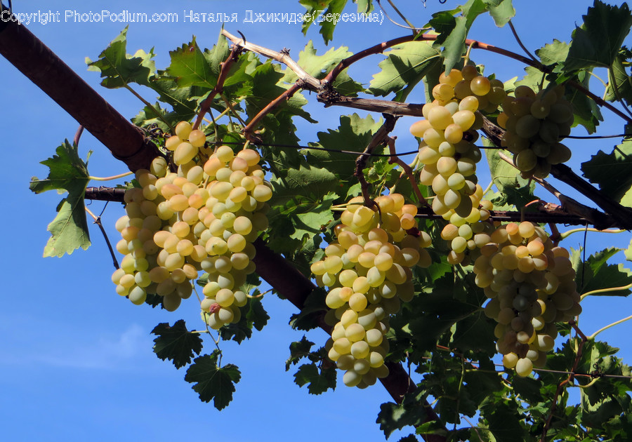 Plant, Food, Fruit, Grapes, Outdoors