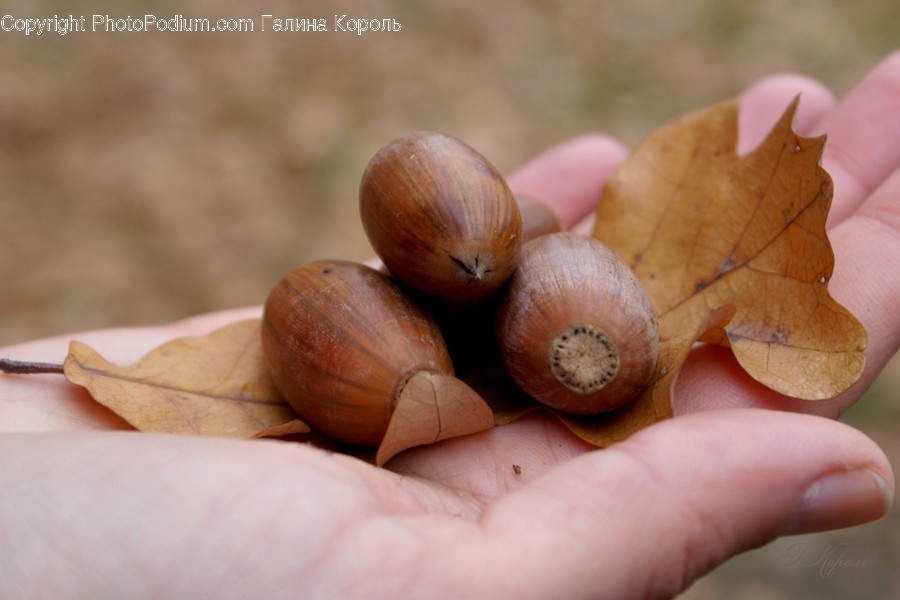 Plant, Food, Vegetable, Produce, Nut
