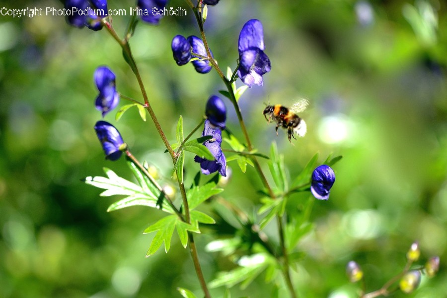 Apidae, Insect, Bee, Animal, Invertebrate