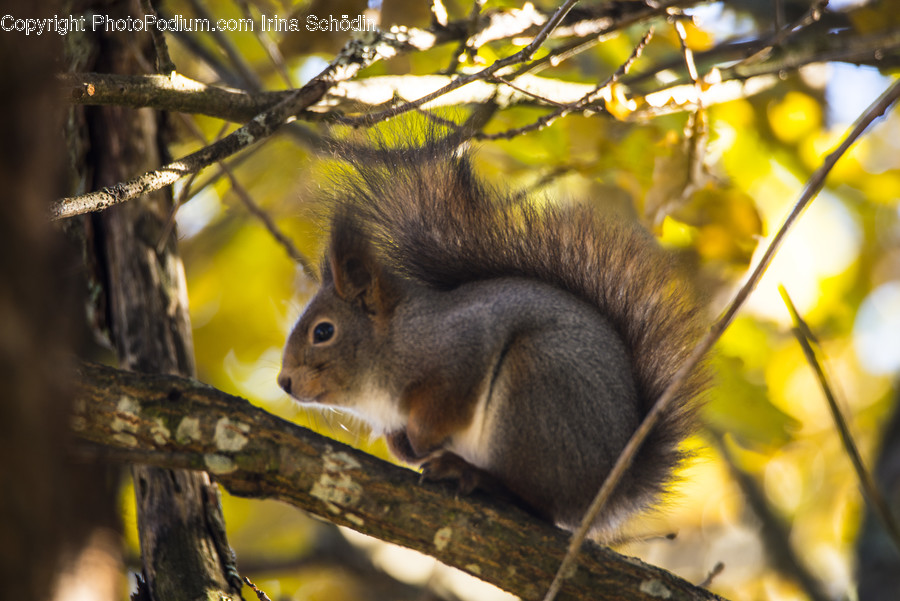 Rodent, Squirrel, Mammal, Animal