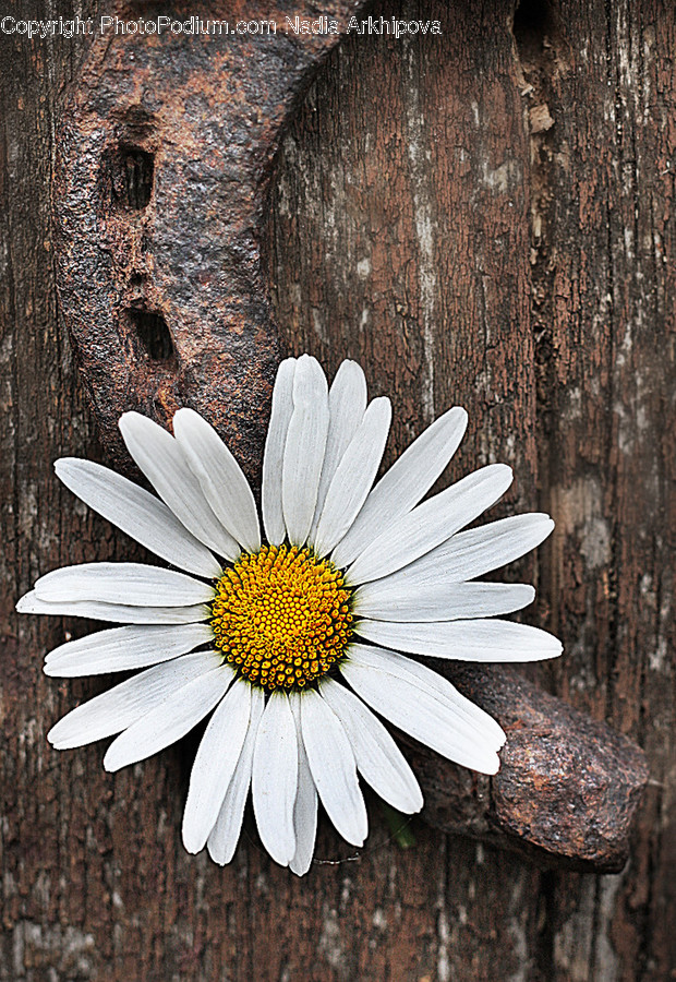 Plant, Blossom, Daisy, Flower, Daisies
