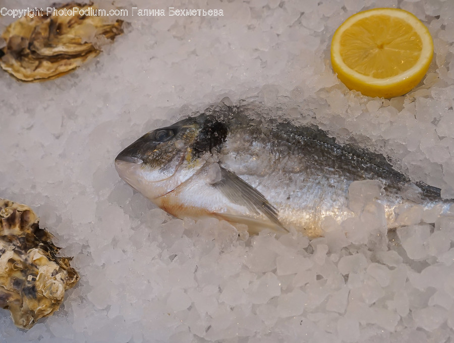 Plant, Animal, Fish, Food, Orange