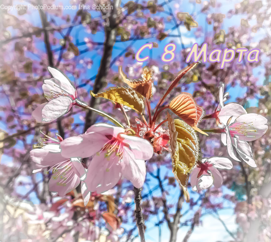 Plant, Blossom, Flower, Cherry Blossom, Pollen