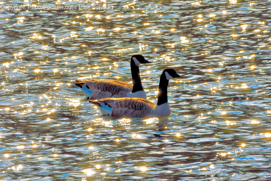Animal, Bird, Goose, Water, Outdoors