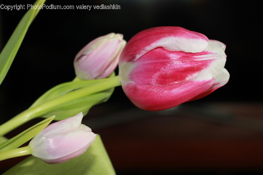 Plant, Blossom, Flower, Tulip, Petal