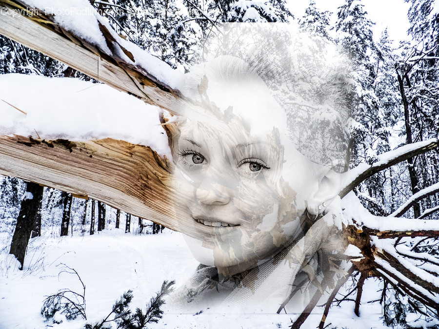 Nature, Outdoors, Snow, Ice, Tree