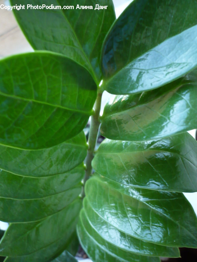 Leaf, Plant, Cabbage, Produce, Vegetable, Blossom, Flora