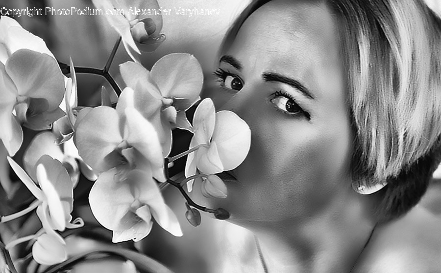 Plant, Flower, Blossom, Person, Human