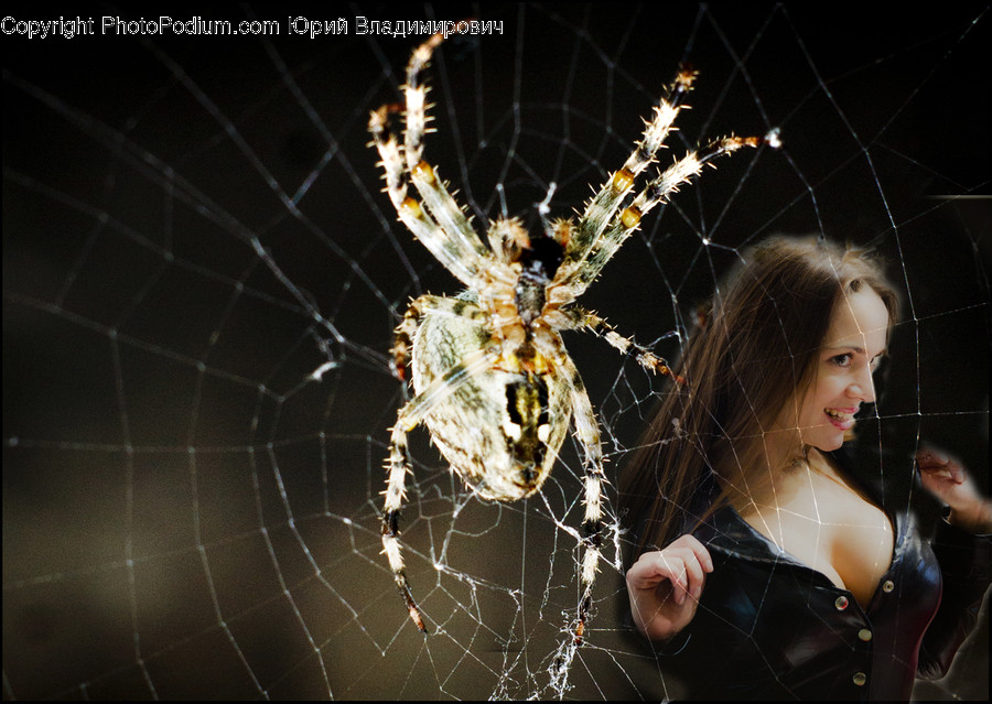 Human, Person, Spider, Invertebrate, Animal