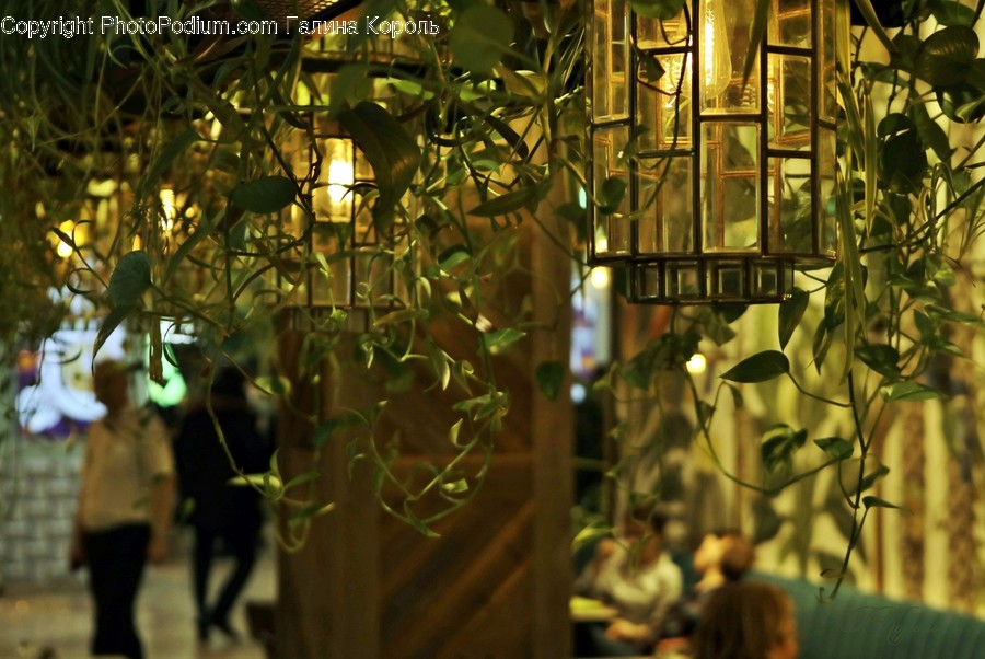 Person, Human, Plant, Jar, Leaf