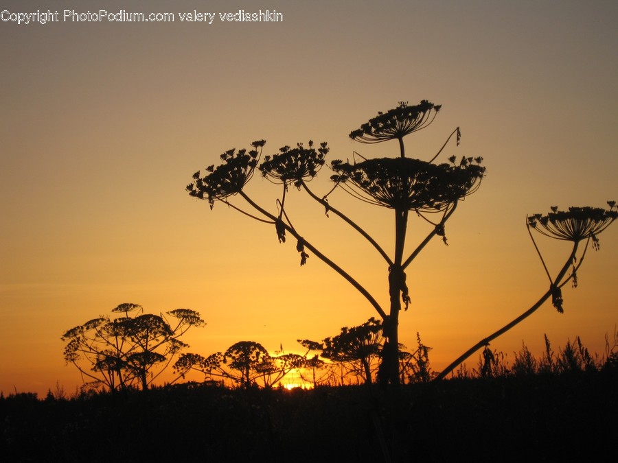 Nature, Outdoors, Field, Grassland, Savanna