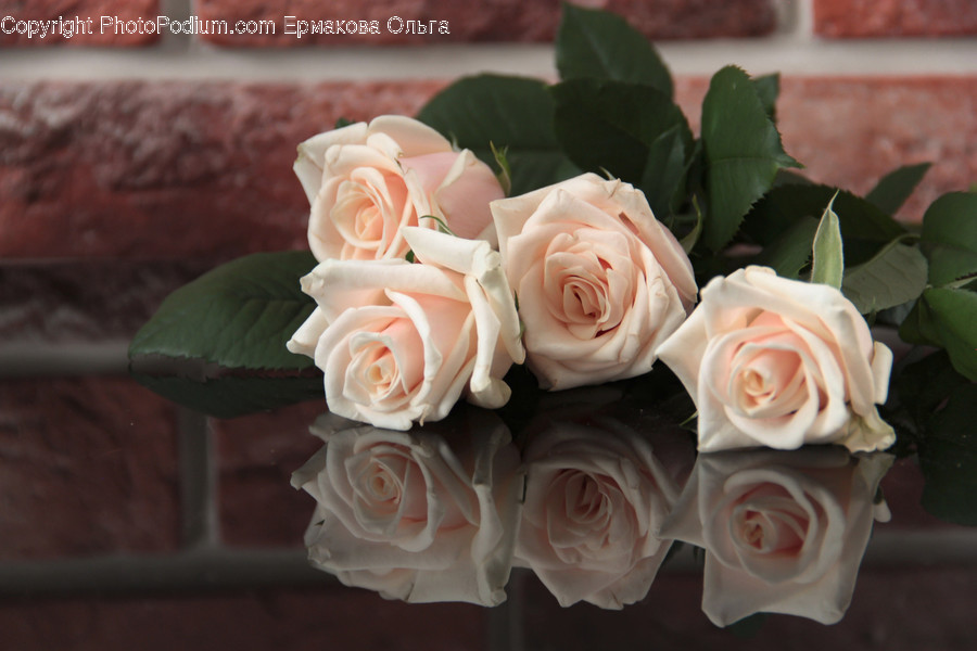 Rose, Blossom, Flower, Plant, Petal
