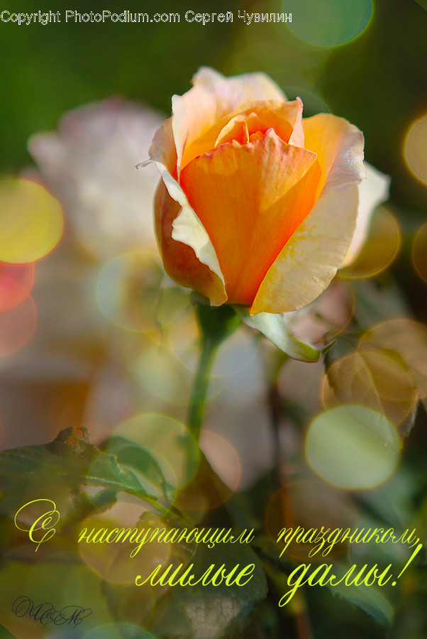 Flower, Blossom, Plant, Rose, Petal