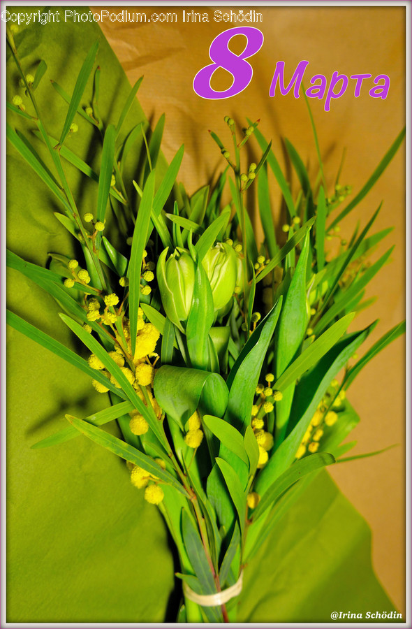 Plant, Blossom, Flower, Pollen, Flower Arrangement