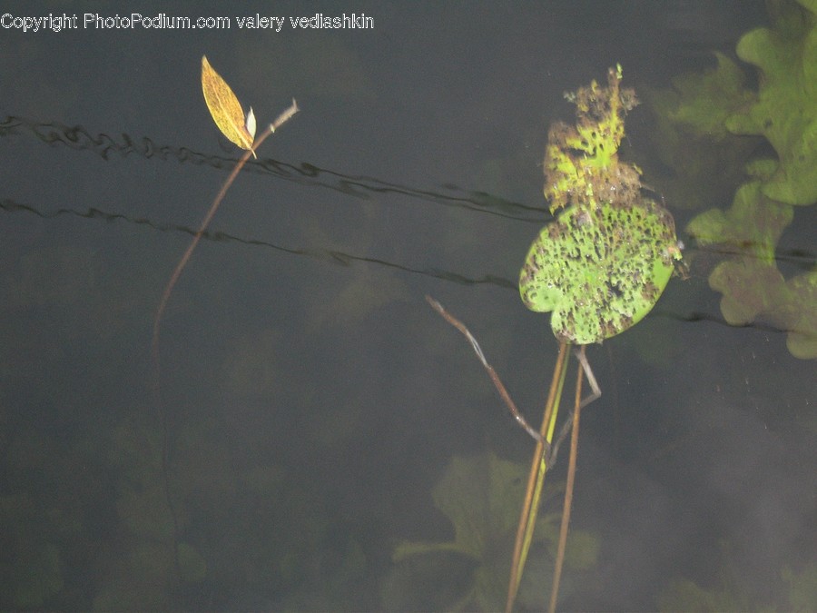 Plant, Leaf, Animal, Grass, Slate