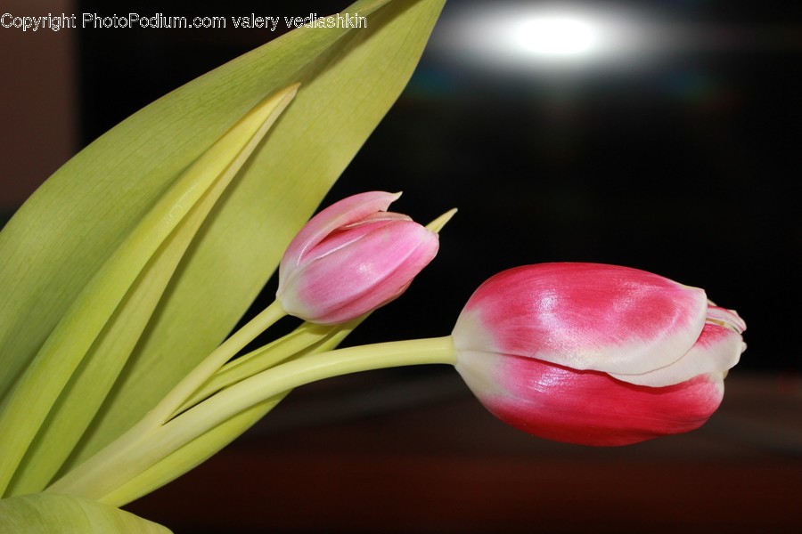 Plant, Blossom, Flower, Tulip, Petal