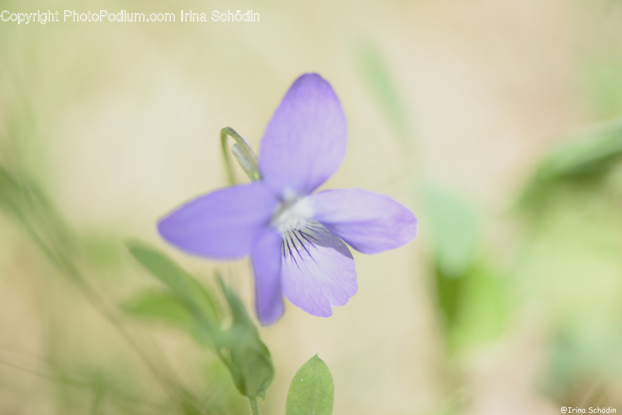 Plant, Flower, Geranium, Blossom, Flax