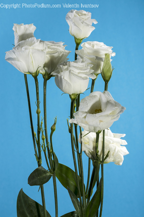 Plant, Blossom, Flower, Petal, Iris