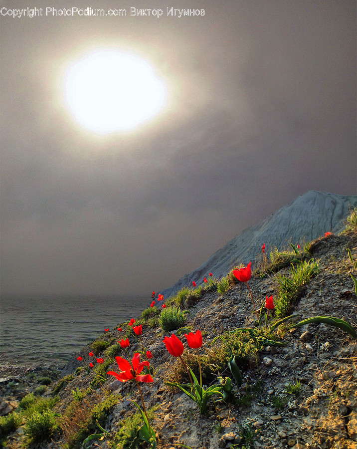 Nature, Outdoors, Ground, Plant, Flare