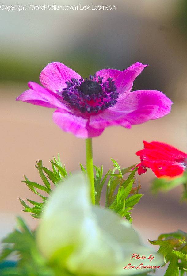 Pollen, Plant, Anemone, Blossom, Flower