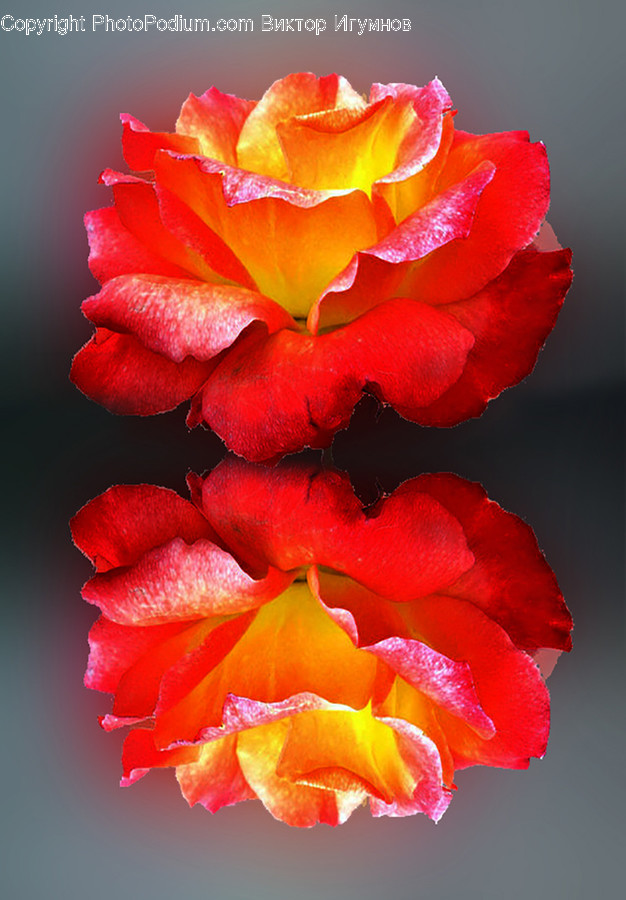 Rose, Flower, Blossom, Plant, Geranium