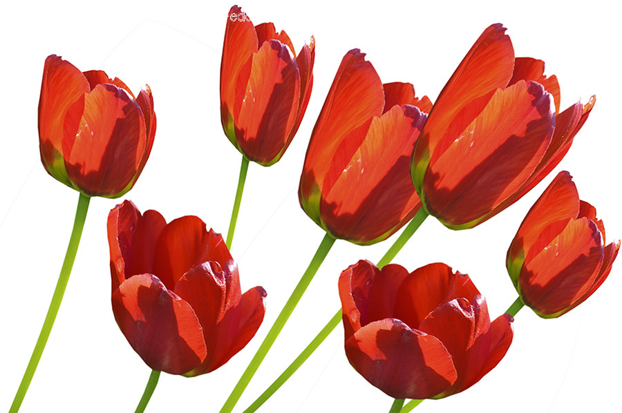 Plant, Blossom, Flower, Tulip, Petal
