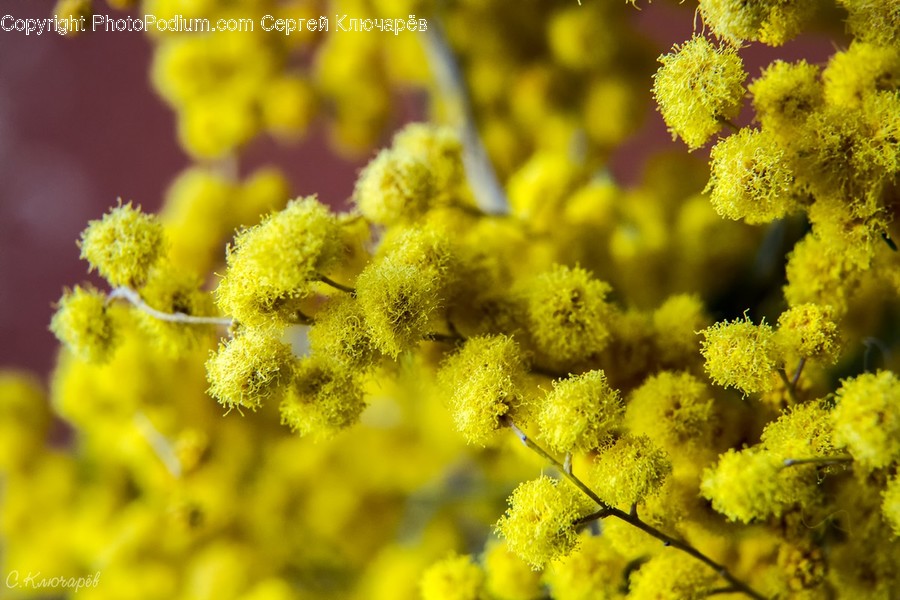 Plant, Pollen, Flower, Blossom, Mimosa