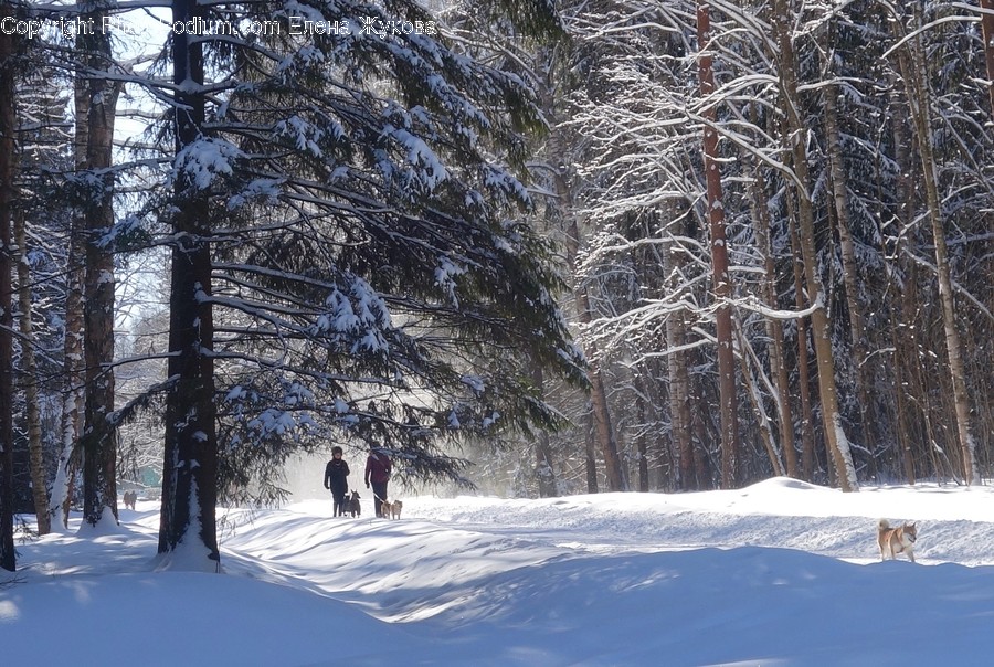 Person, Human, Plant, Tree, Fir
