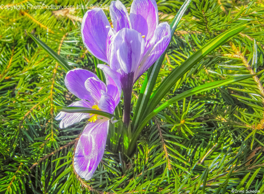 Plant, Flower, Blossom, Crocus, Tree