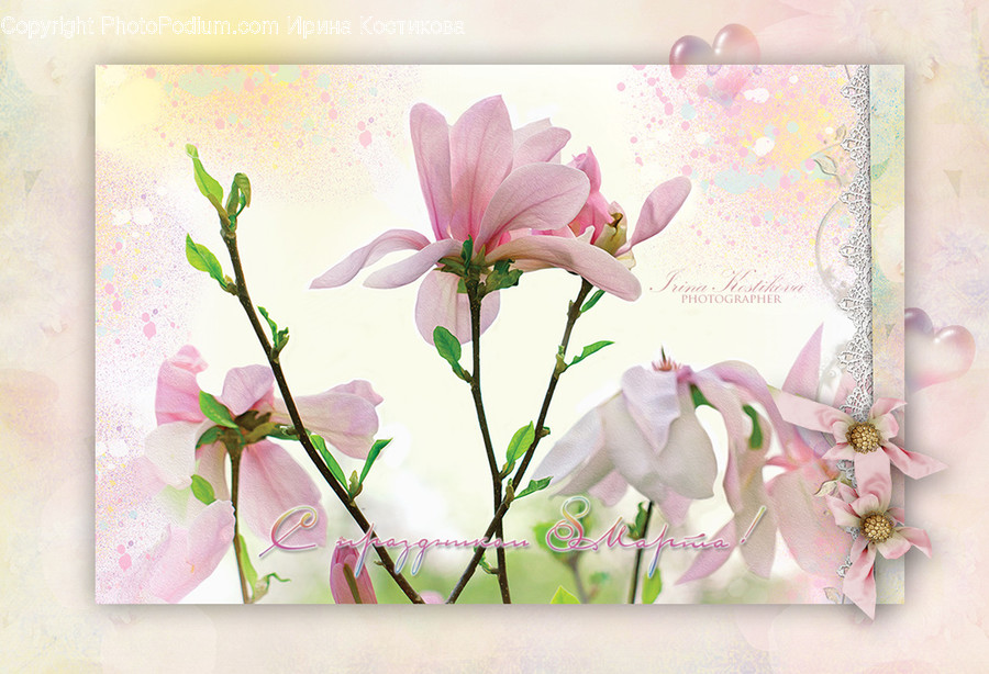 Plant, Flower, Blossom, Petal, Art