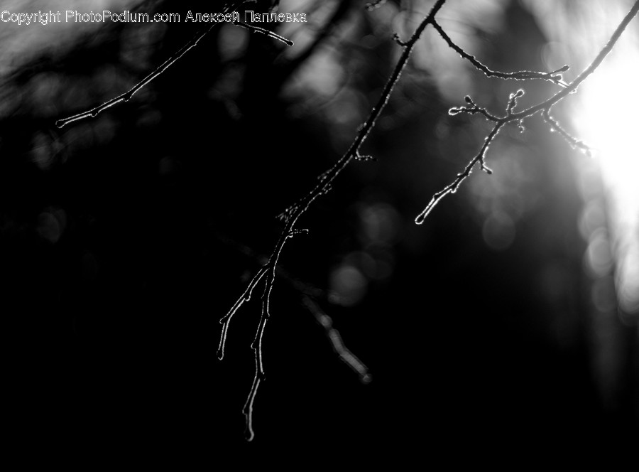 Plant, Tree, Nature, Leaf, Outdoors