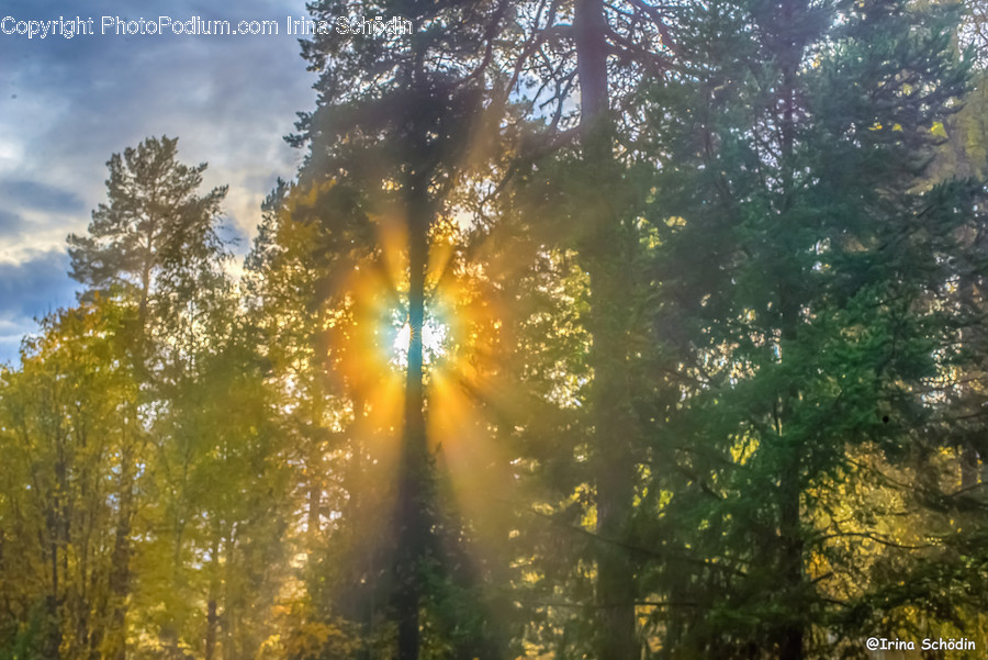 Light, Flare, Sunlight