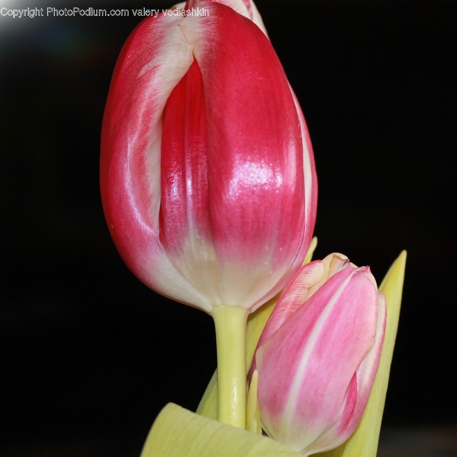 Plant, Blossom, Flower, Tulip