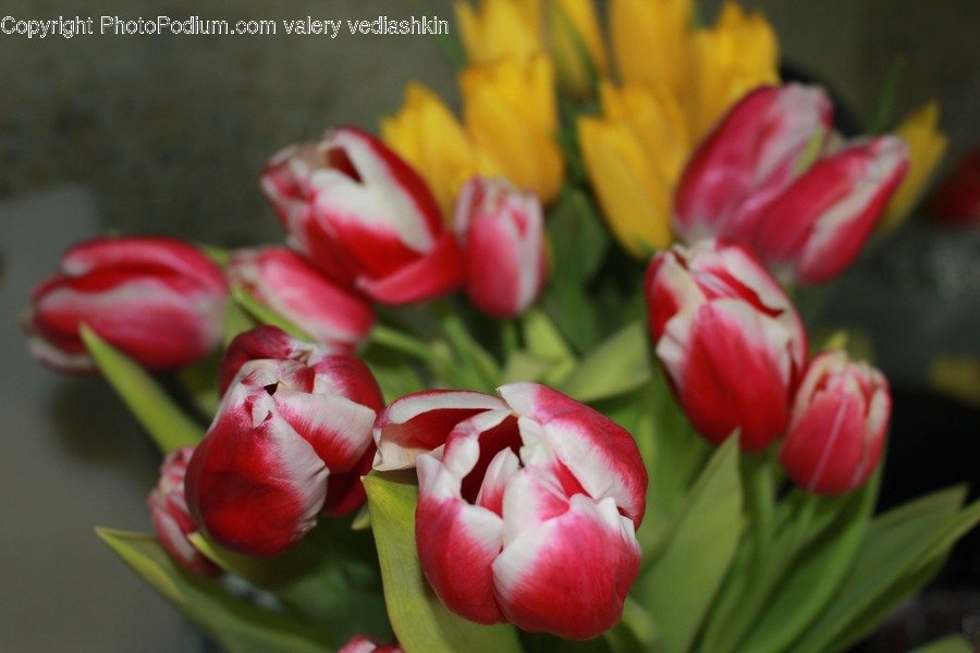 Plant, Flower, Blossom, Tulip, Rose