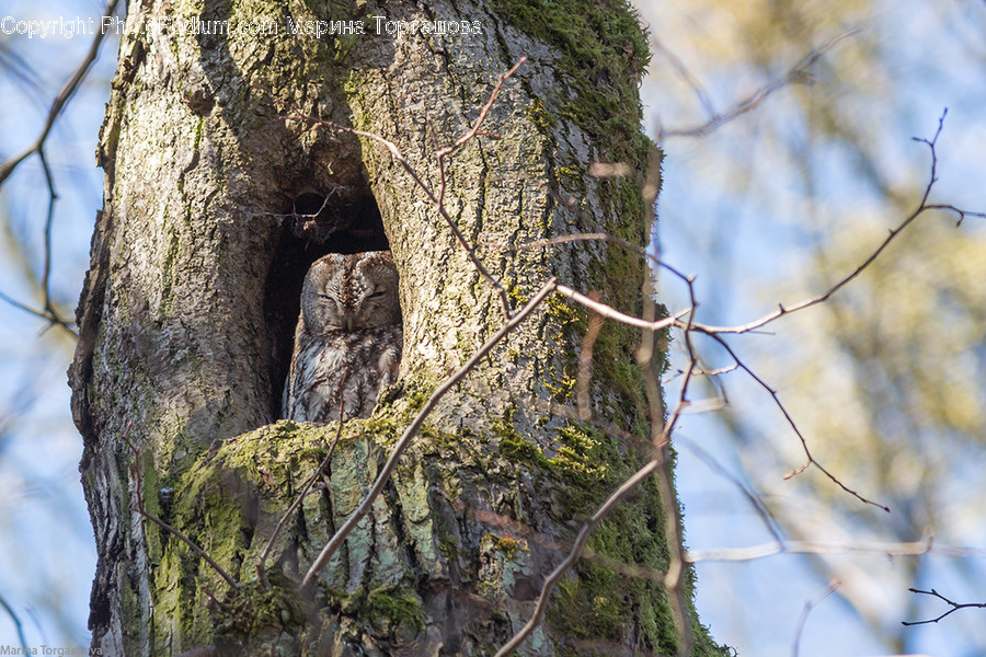 Plant, Tree, Tree Trunk, Animal, Bird