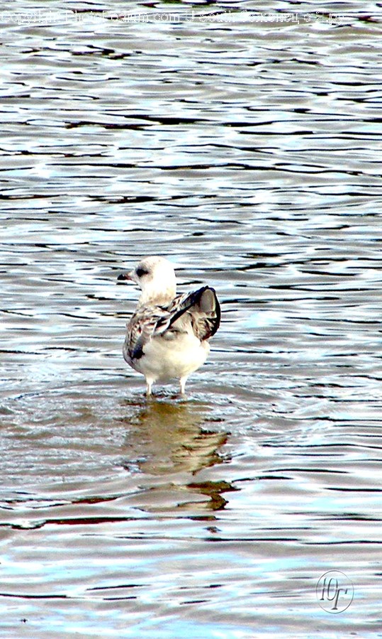 Animal, Bird, Outdoors, Water, Beak