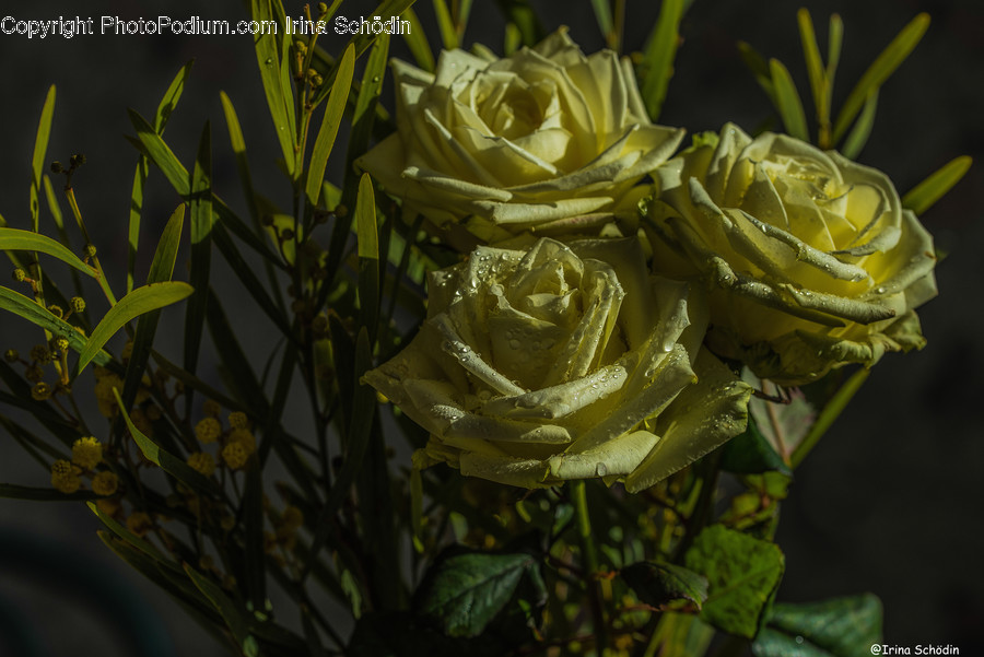 Plant, Flower, Rose, Blossom