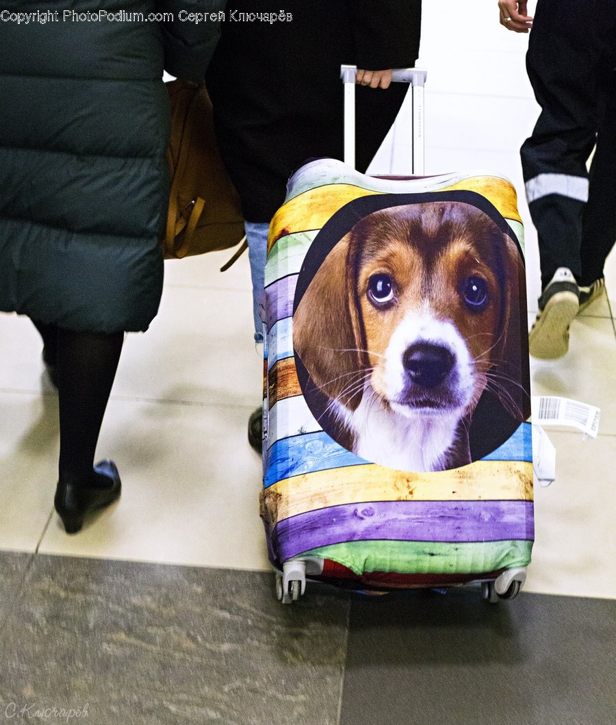 Person, Human, Canine, Dog, Pet