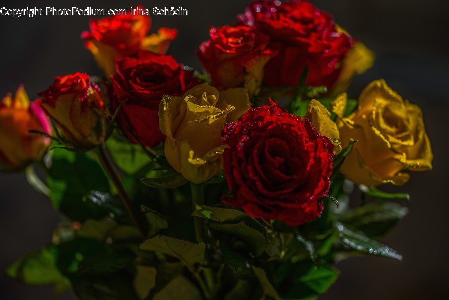 Flower, Plant, Blossom, Rose, Flower Arrangement