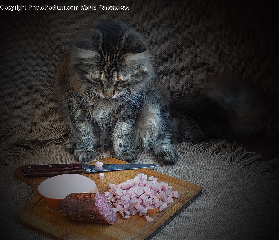 Cat, Pet, Animal, Mammal, Furniture