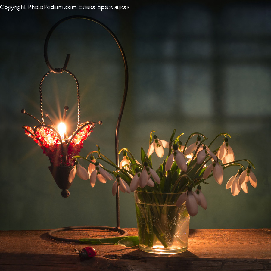 Plant, Blossom, Ikebana, Pottery, Vase