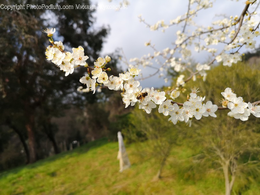 Plant, Flower, Blossom, Tree, Grass