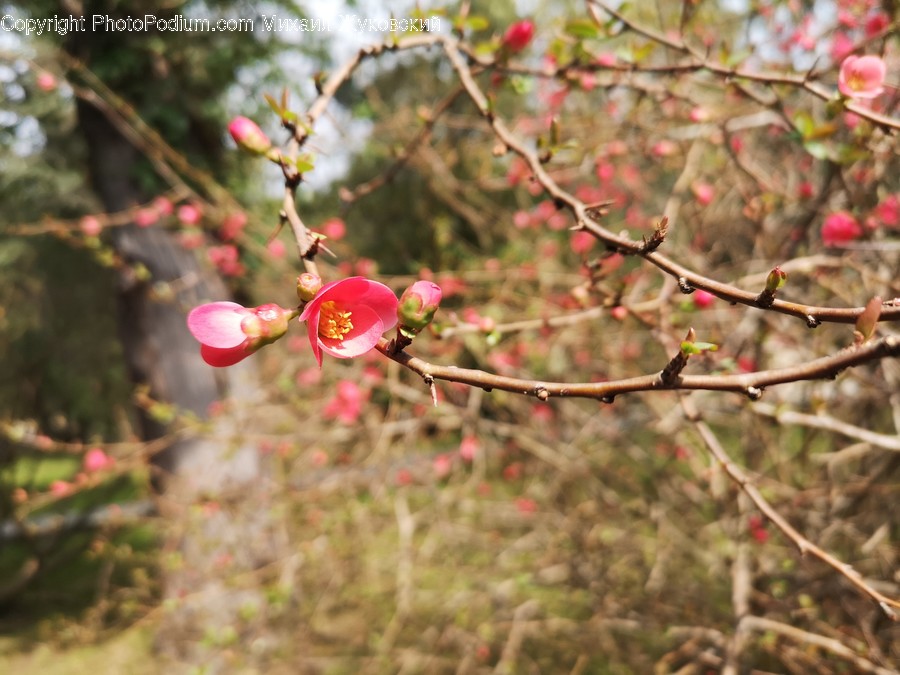 Plant, Blossom, Flower, Petal, Rose