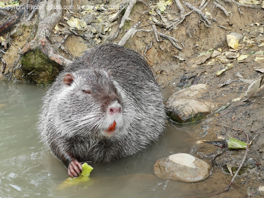 Animal, Rat, Mammal, Rodent, Wildlife