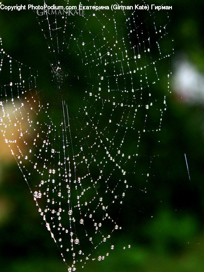 Arachnid, Garden Spider, Insect, Invertebrate, Spider, Droplet, Argiope
