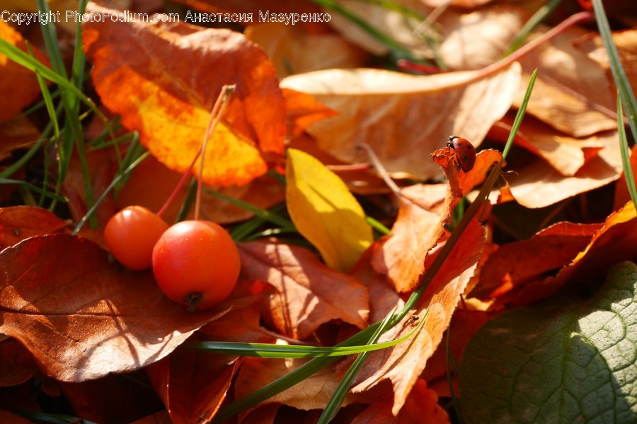 Plant, Leaf, Tree, Food, Fruit