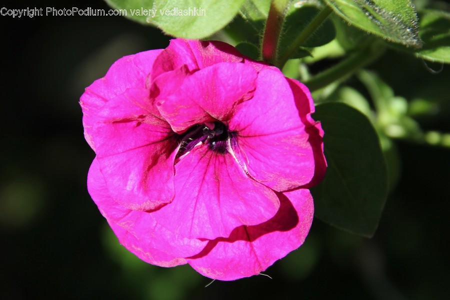Geranium, Flower, Plant, Blossom, Bee